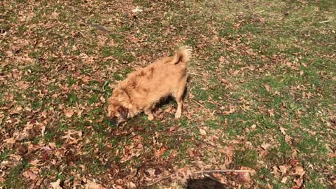 Brussels Griffon Pug Mix Finds Time To Get A Good Slow Motion Scratch In