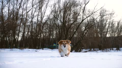 Dog running in the snow in slow motion