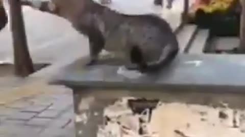 Angry Cat Fight With Human