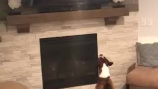 Goofy Boxer