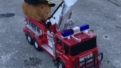 Fire fighting guineapig