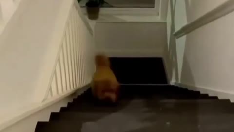 cute dog on stairs| jumping so adorable