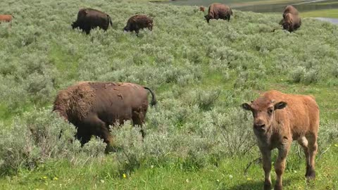 Kitty Stares Down Bison