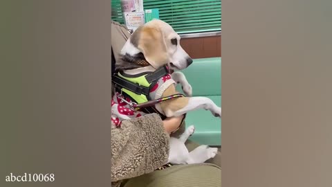 German Shepherd dog suddenly realizes he is at the vet🤣
