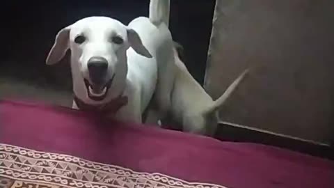 Funny Dog videos