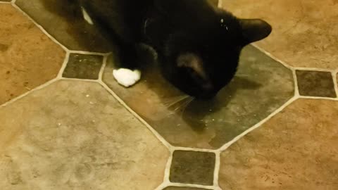 Cat vs Catnip