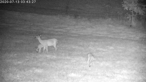 Mama Deer And Her Playful Twins