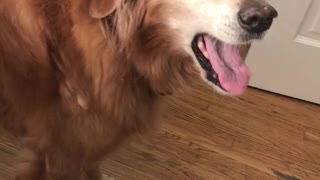Old golden goes awoooo