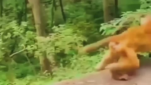 cute animal baby monkey kiss and hug monkey mom