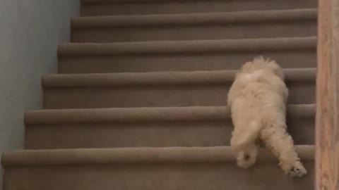 Small puppy dog tries to climb up stairs fails gives up