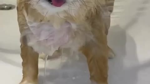 Happy pup is absolutely ecstatic for first pool party