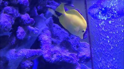 Yellow Tang