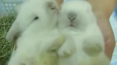 Rabbit helping his brother to wake up