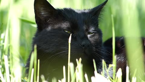 Funny Cats - black cats #funny cats#Cute Cats