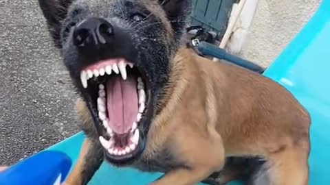 Malinois DANGER!!!! 😱😱😱🤪