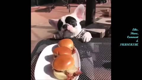 Cute And Funny Pet Videos #2🤣🤣🤣😍😍😍😍😍😂😂😂