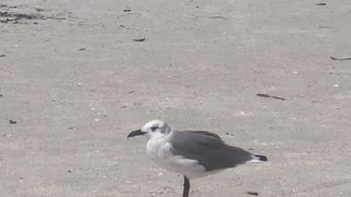 Beach Vibes Treasure Island Florida