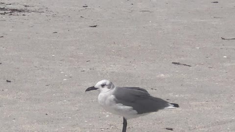 Beach Vibes Treasure Island Florida