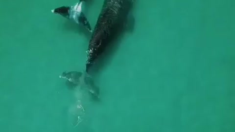 A pair of whales Wrap it up Swim on the surface of the water