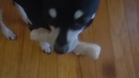 Chihuahua steals big bone