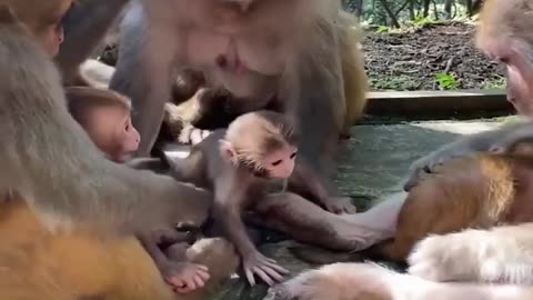 Funniest monkeys compilation 2023