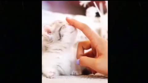 Most Cute Puppies Cat Adorabile