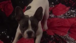 french bulldog going wild