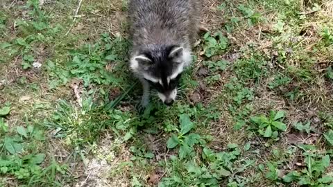 Rico Eats Some Grapes