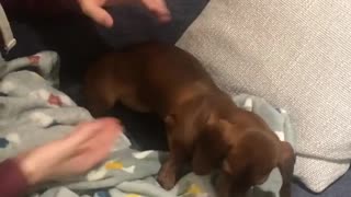 Lazy Dachshund puppy refuses to go for walk