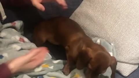 Lazy Dachshund puppy refuses to go for walk