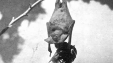 Bat Bombs and WWII