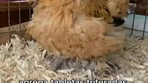 Esta es la gallina más longeva del mundo