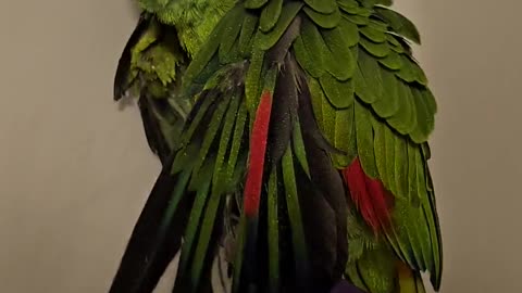 Bird taking a shower during these trying times