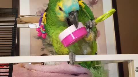 Parrot Loves New Toy Rattle