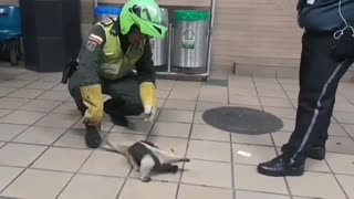 Video: Oso hormiguero fue hallado en la Terminal de Bucaramanga