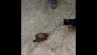 Surprisingly Fast Turtle Chases Little Dog