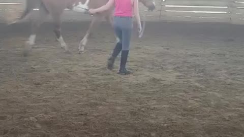 Horse round pen ground work 12 year old