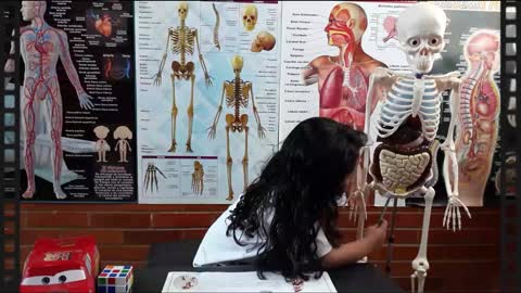 El cuerpo humano para niños | El sistema Óseo | Clavícula, húmero, radio cubito, huesos de la mano
