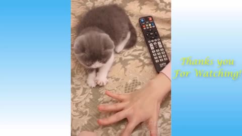 FUNNY AND CUTE CATS LIFE - LAUGHING