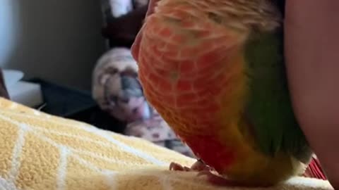 Bird wants to be pet really cute