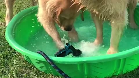 Dog play with his friend in water