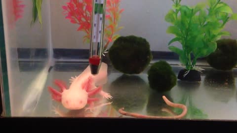 Axolotl Eating Earthworm