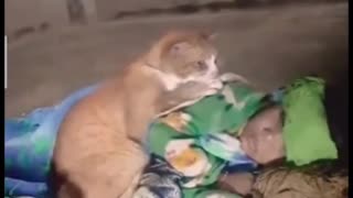 Cat soft