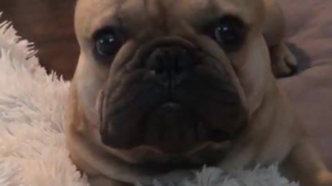 French Bulldog is being very vocal about how unhappy he is...