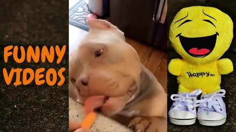 CUTE FUNNY ANIMALS COMPILATIONS 2021