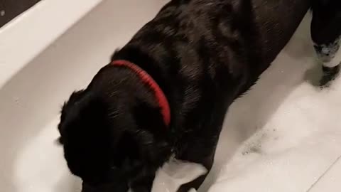 Black dog in bathtub splashing water