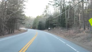 Deer crossing the road