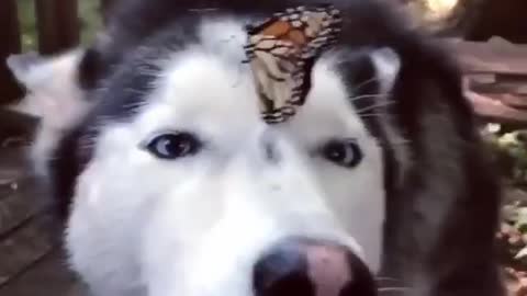 Husky loves to have butterfly on his nose😍 he is enjoying it..wohooo