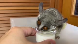 Galago Gulps Down Some Milk