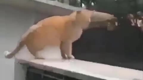 Fat ninja cat in action